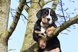 GRAND BOUVIER SUISSE 025
